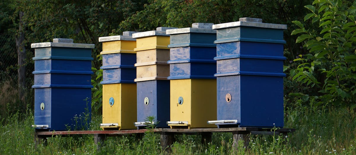 Vibrant yellow and blue beehives in a serene countryside setting.