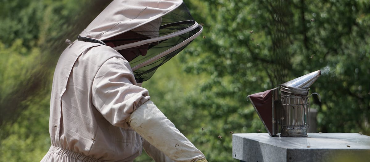 Beekeeper in protective suit inspecting hive outdoors, using bee smoker in a lush apiary setting.